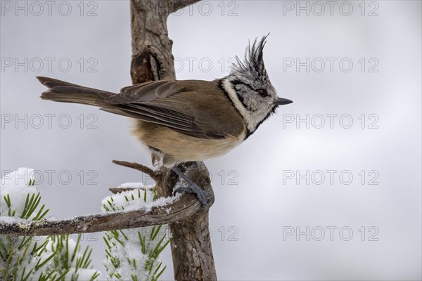 Crested tit