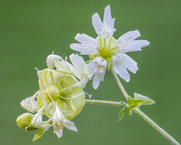 Silene baccifera