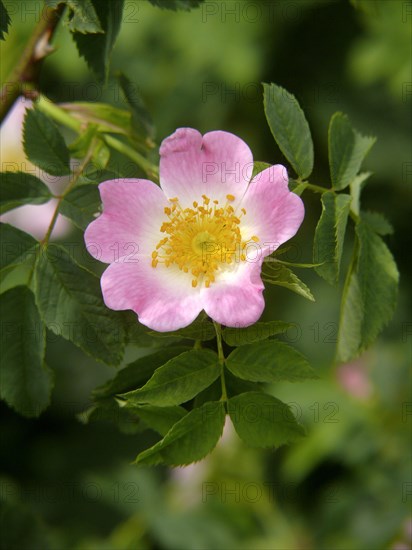 Dog rose