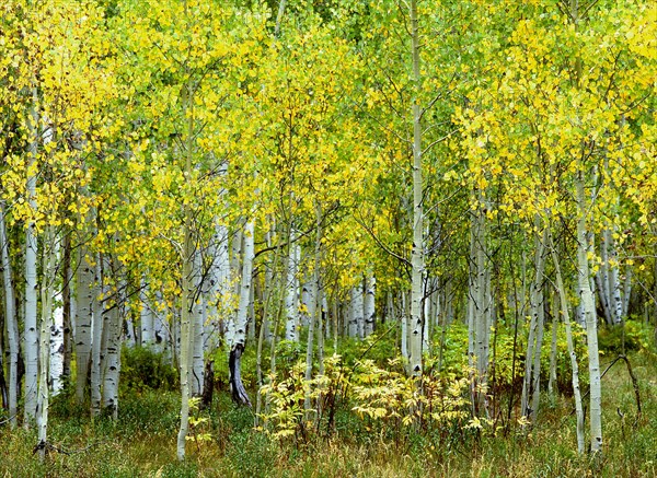 Flowering birch grove in spring