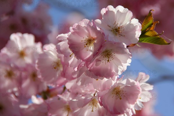 Japanese cherry