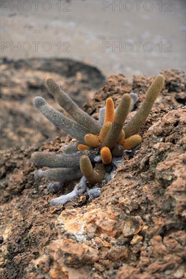 Galapagos lava cactus