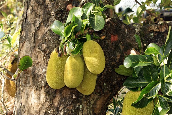 Jackfruit tree