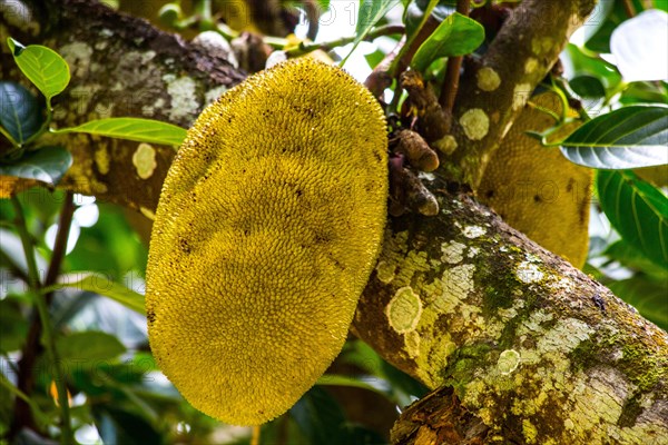 Jackfruit tree