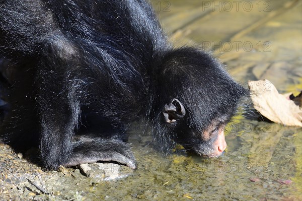 Peruvian spider monkey