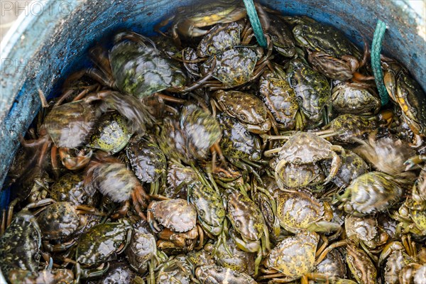 Many of the small green crabs are in the basket in the harbor in Alvor