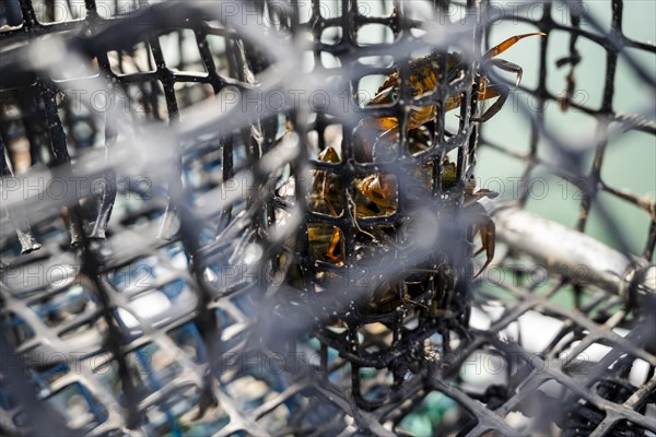 Small crabs used as bait in octopus traps in Alvor