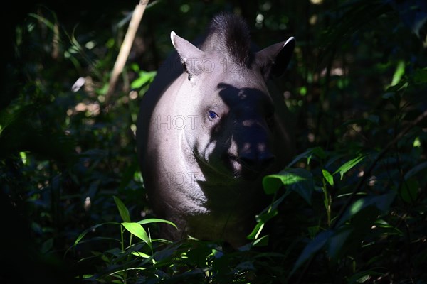 Lowland tapir