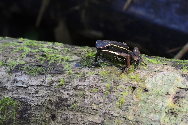 Poison dart frog