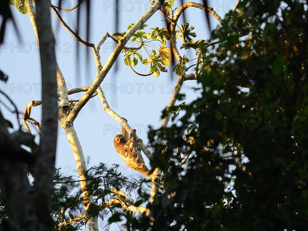 Brown-throated sloth