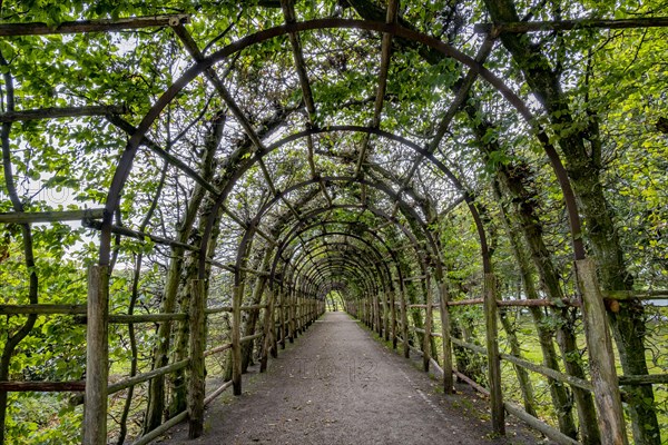 Arcade made of hornbeam