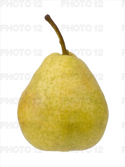 Pear variety Summer apothecary pear