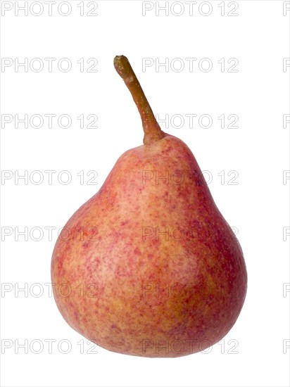 Pear variety Westfaelische Blutbirne