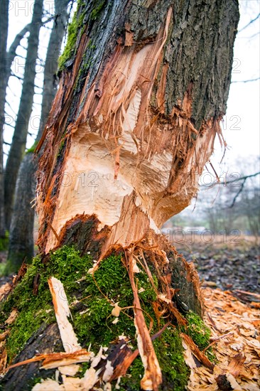 Beaver damage or gnaw marks on a tree in a small forest near a watercourse