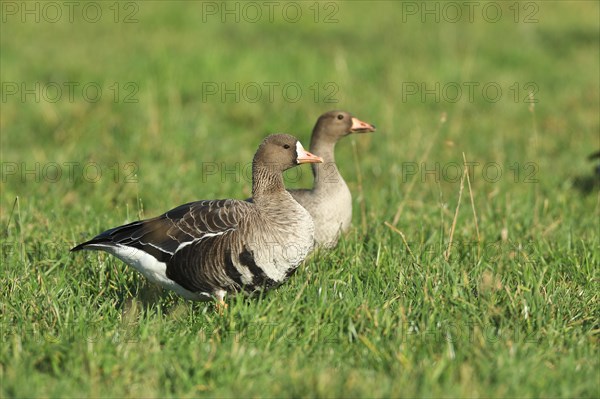 Lesser white-fronted goose