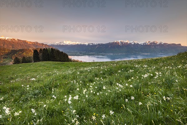 Poet's daffodils