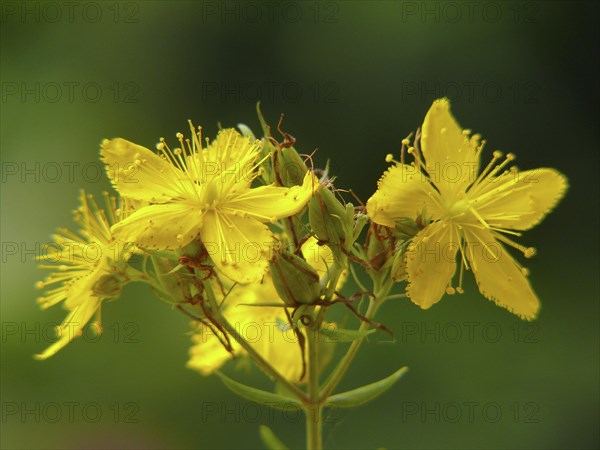 Medicinal plant