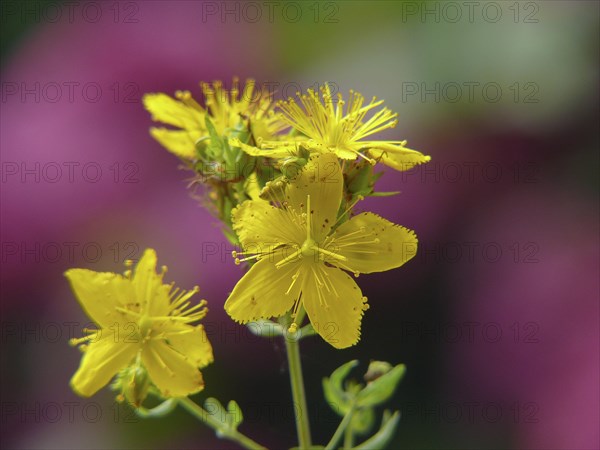 Medicinal plant