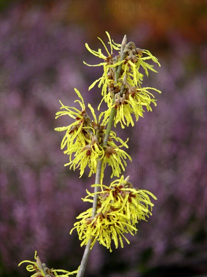 Witch Hazel flowering