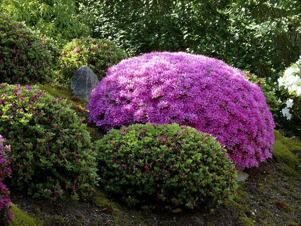 Japanese bonsai garden in Schwilowsee- OT. Ferch