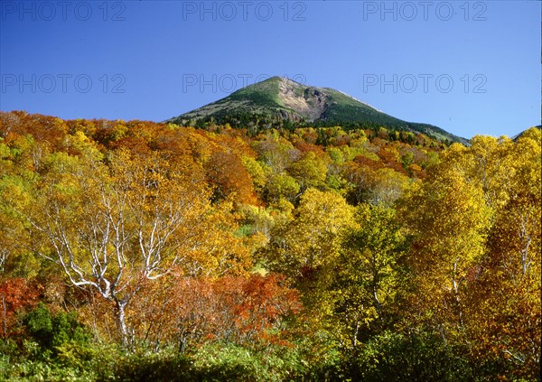 Autumn Forest and Mount Hakoda