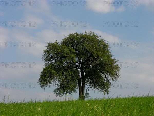 Pear tree Common plantain