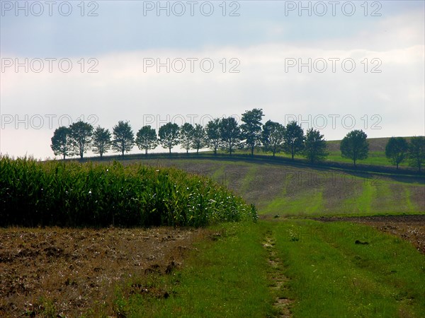 Tree row