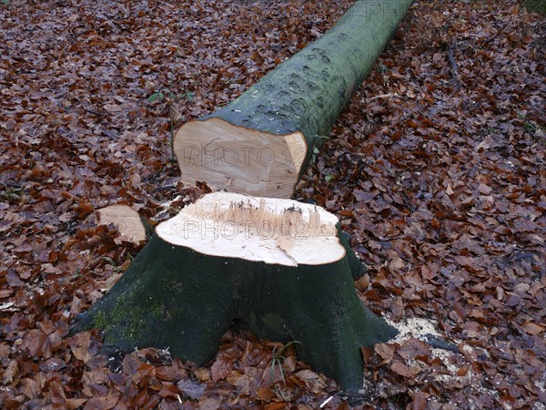 Freshly felled beech tree