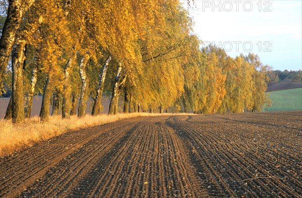 Birch avenue in autumn