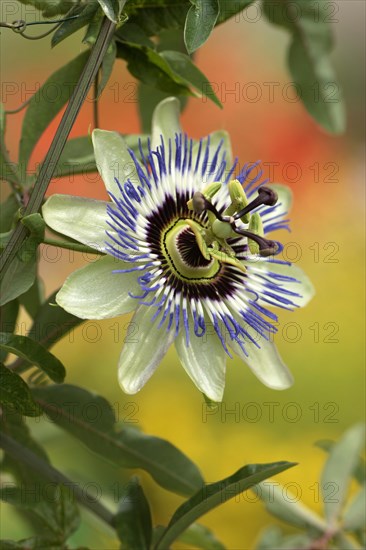 Passion flower passion fruit