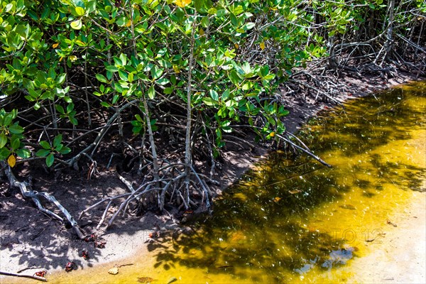 Mangroves with land hermit crabs