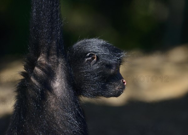 Peruvian spider monkey