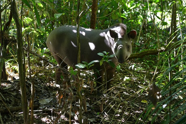 Lowland tapir