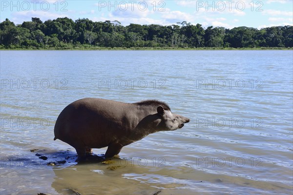 Lowland tapir