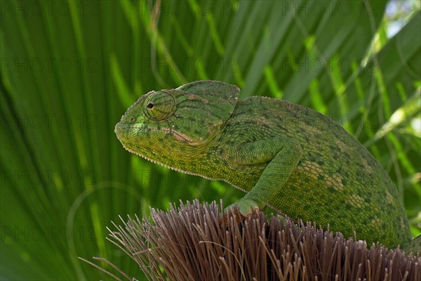 Mediterranean chameleon