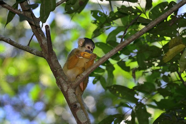 Black-capped squirrel monkey