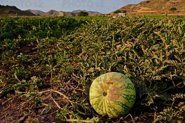 Harvested field with watermelons