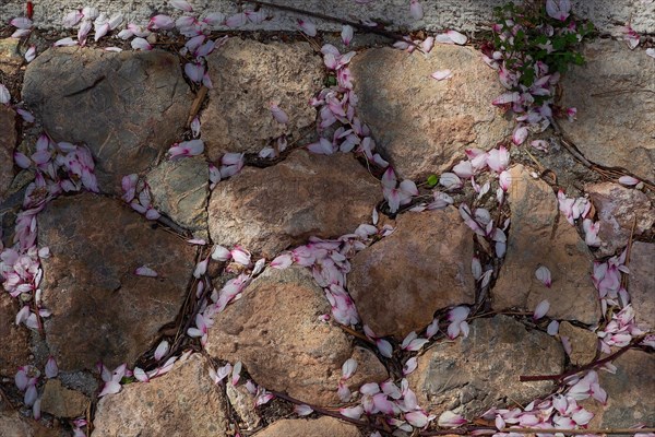 Cherry blossoms between cobblestones