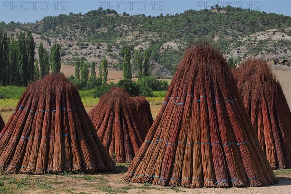 Willow drying