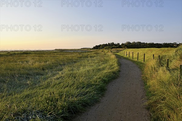 Salt marshes on the Wadden Sea