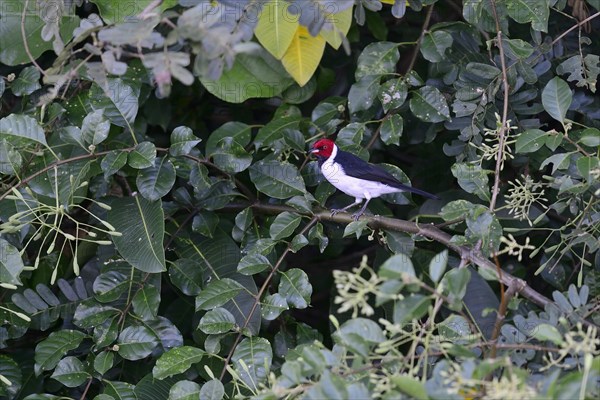 The red-capped cardinal