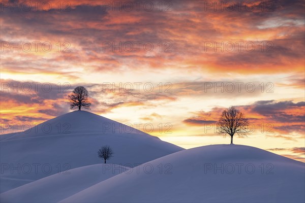 Linden trees on snow-covered hills