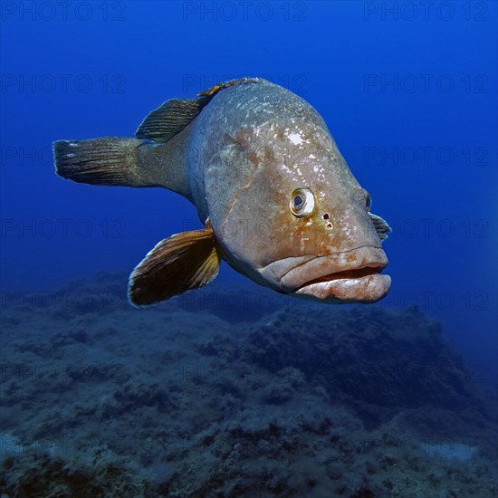 Dusky grouper