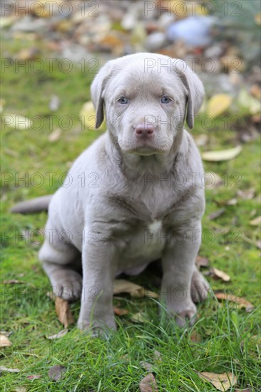 Labrador domestic dog