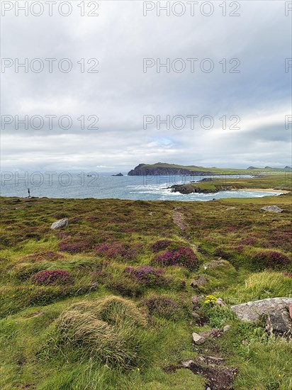 Viewpoint Clogher Head