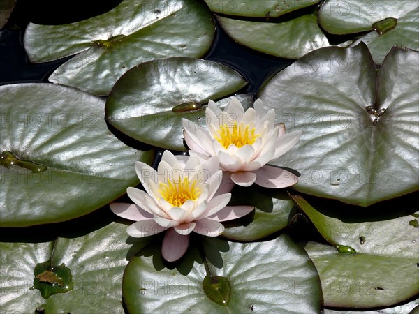 Water lily