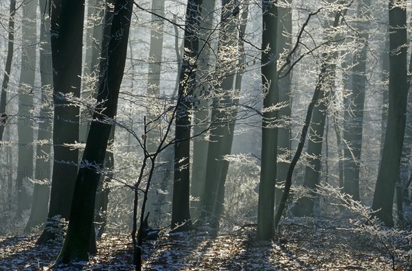 Beech forest with rime Fragus sylvatica