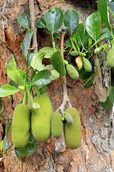 Jackfruit tree