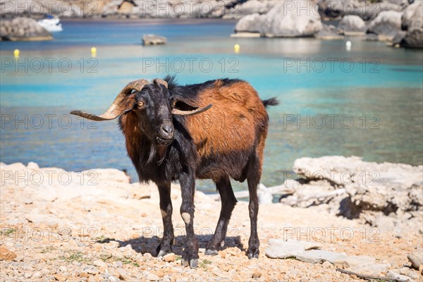 Male wild domestic goat