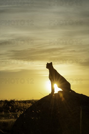 Cheetah